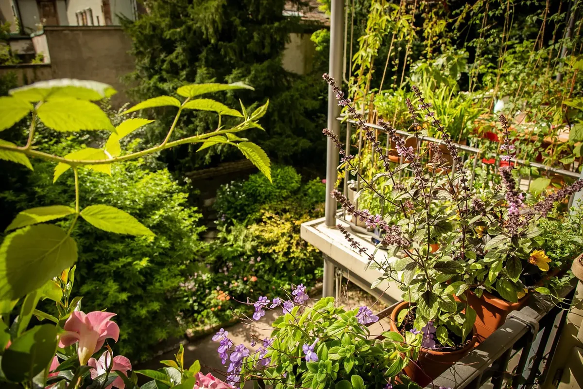 Man sieht Pflanzen auf einem Balkon.